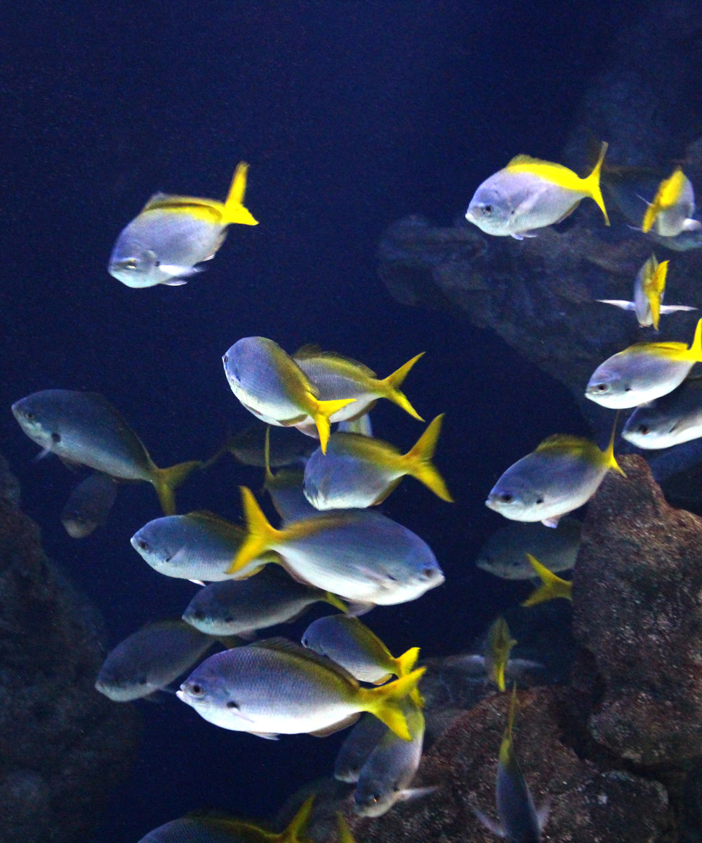Por ser viajero de FeelFree STAYS, disfruta de un 10% en el Aquarium de San Sebastián.