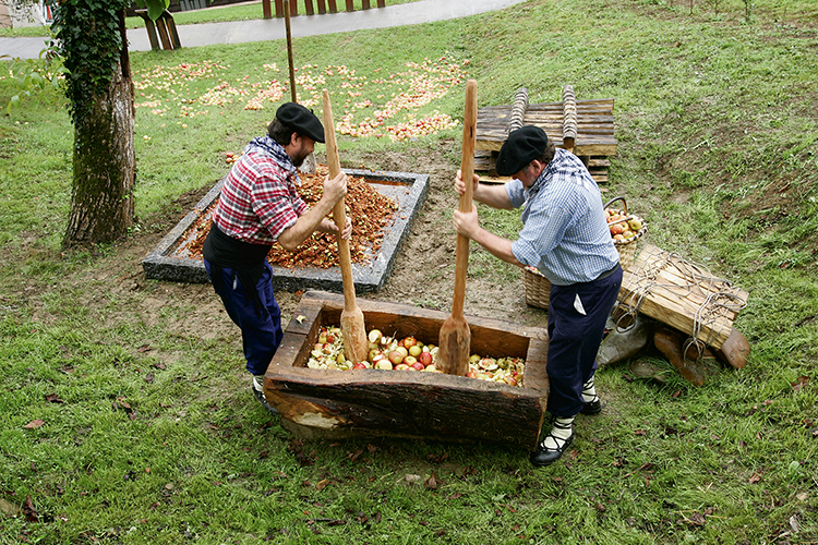 Recolecta de manzanas durante la temporada de sidrerías.