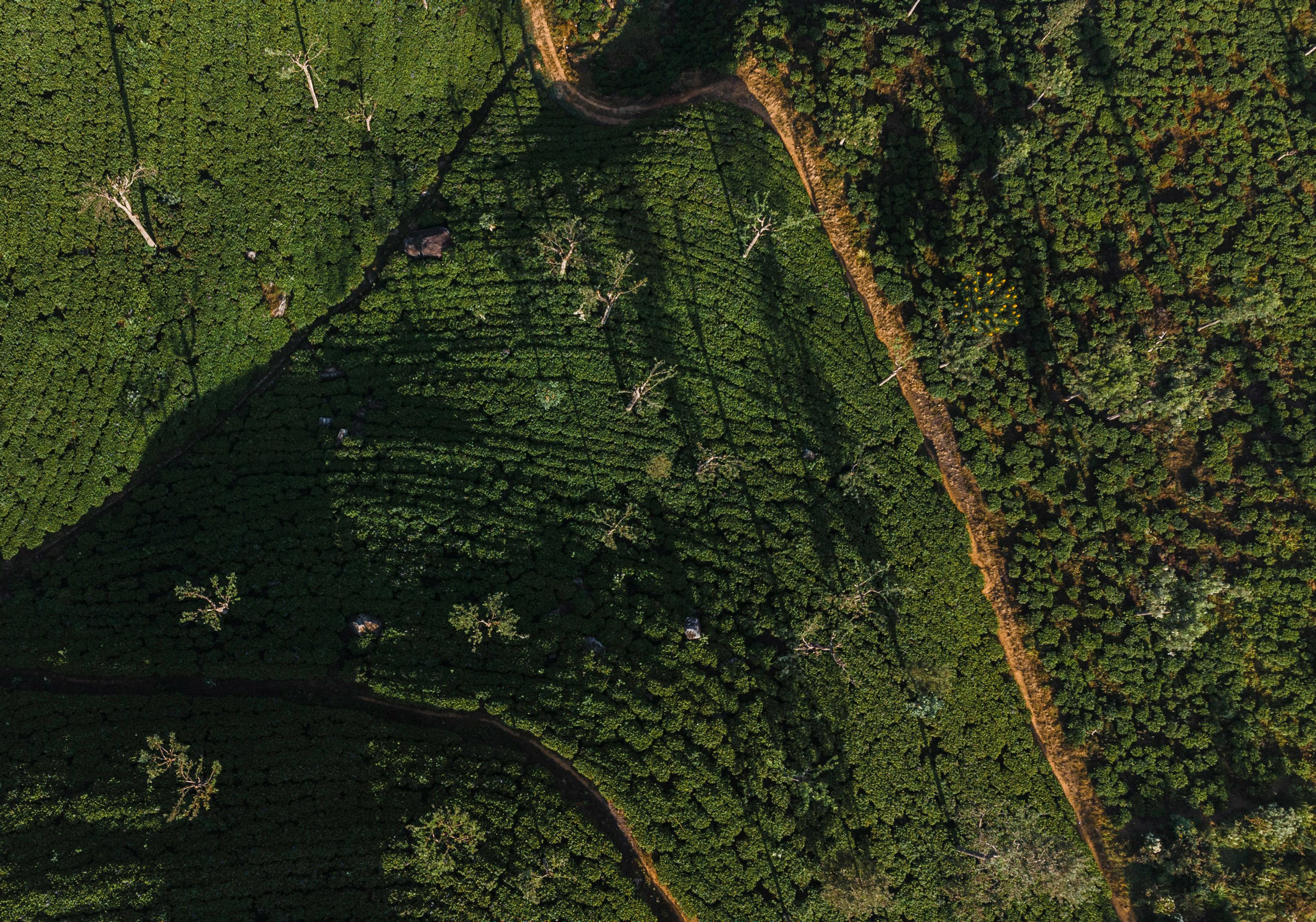 Campo de té ecológico.