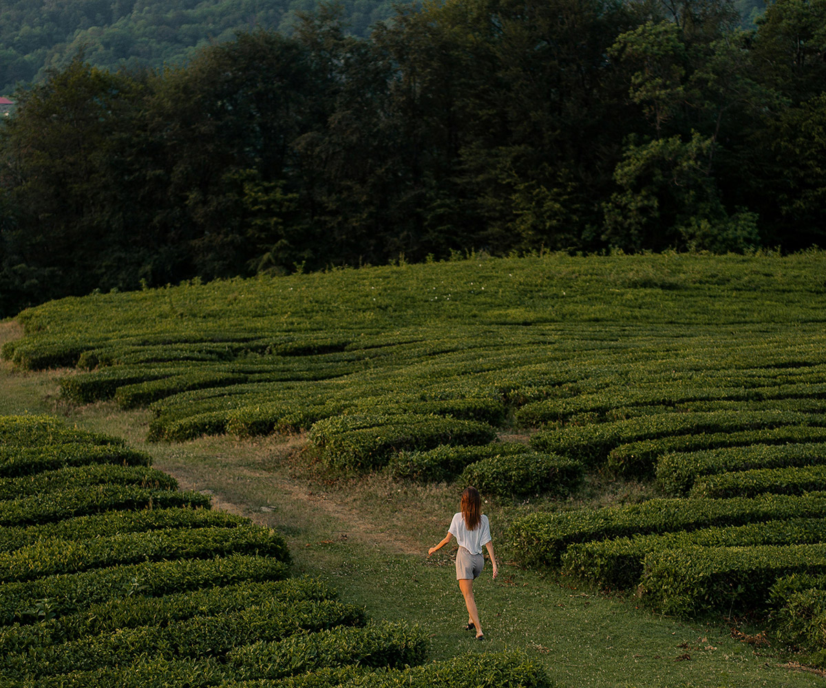 Campo de té ecológico.