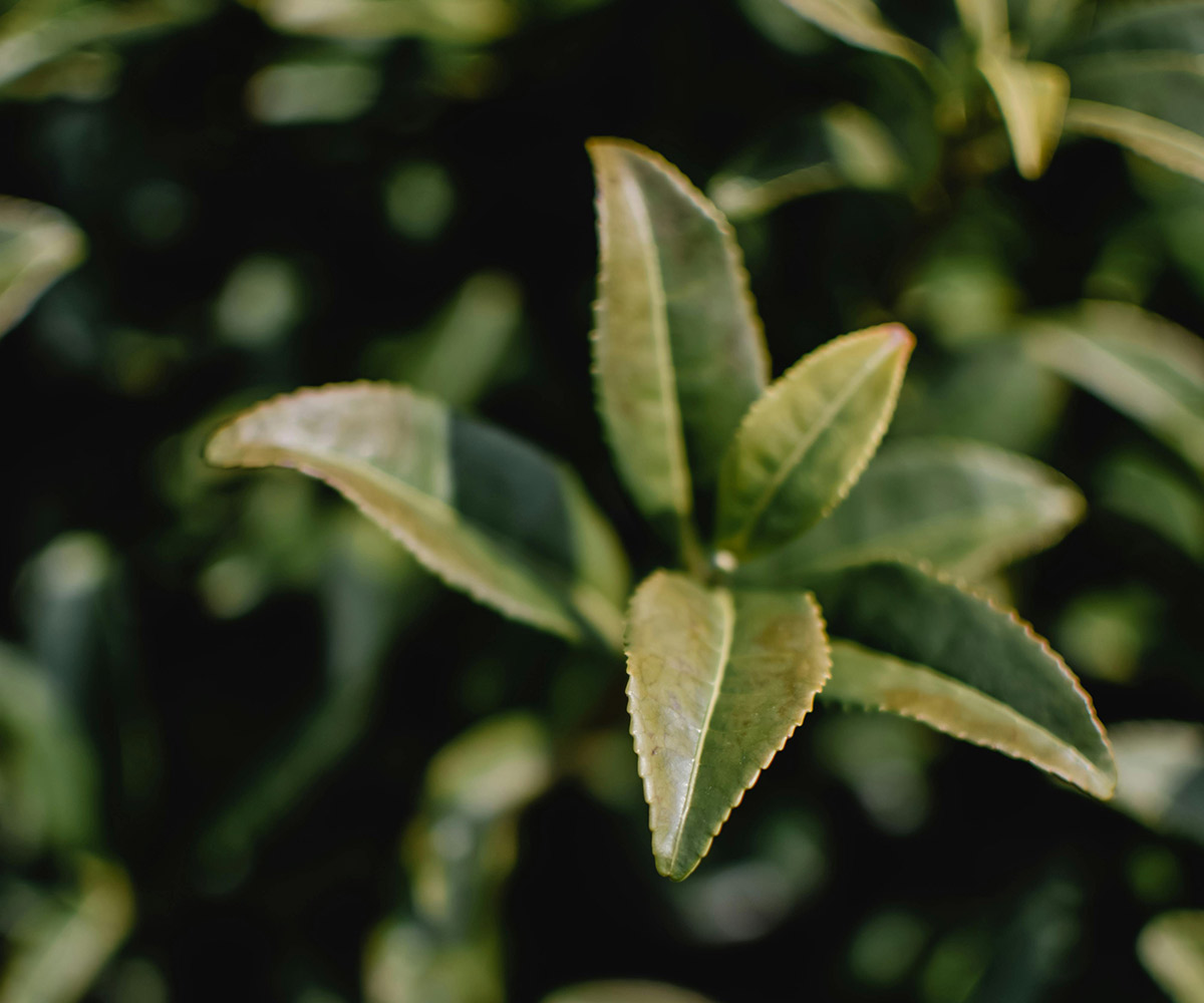 Té ecológico English Breakfast, nuestro regalo de bienvenida.